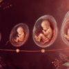 fetal development stages