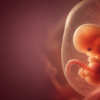 Stages of fetal development by week throughout pregnancy