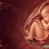 Second trimester fetal development during weeks 14 through 27